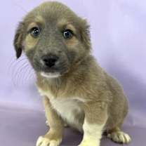 Thumbnail photo of Sweet Potato #1