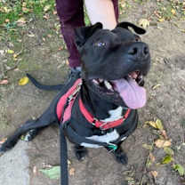 Thumbnail photo of Charm #3