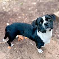 Thumbnail photo of Jett #3