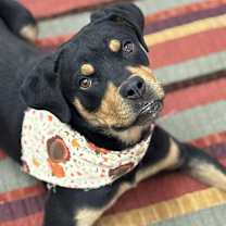 Thumbnail photo of Tilly #1