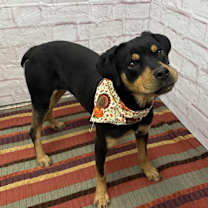 Thumbnail photo of Tilly #3