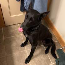 Thumbnail photo of Shadow #4