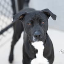 Thumbnail photo of Diamond #1