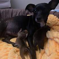 Thumbnail photo of Luna Bell #1