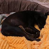 Thumbnail photo of Luna Bell #2