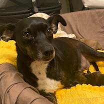 Thumbnail photo of Luna Bell #3