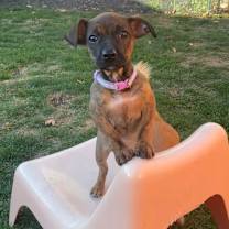 Thumbnail photo of Birch #1