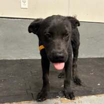 Thumbnail photo of Jojo #1