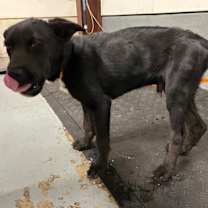 Thumbnail photo of Jojo #2