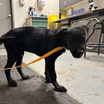 Thumbnail photo of Jojo #3