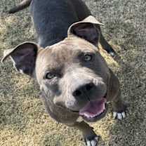 Thumbnail photo of Wren #4