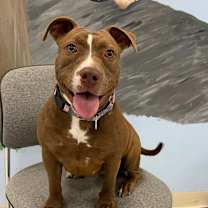 Thumbnail photo of Lacy #1