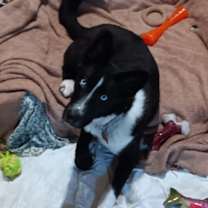 Thumbnail photo of Abby #3