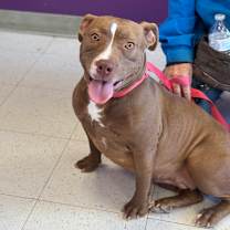 Thumbnail photo of Lacy #2