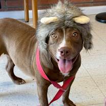 Thumbnail photo of Lacy #4