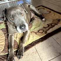 Thumbnail photo of PL Penny #3