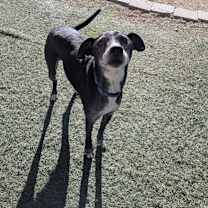 Thumbnail photo of Izzy #3