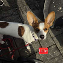 Thumbnail photo of Lillie - ADOPTION PENDING! #1