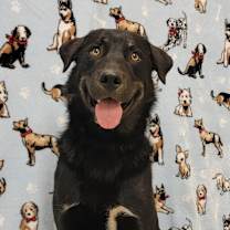 Thumbnail photo of Sugar Bear #1