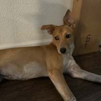 Thumbnail photo of Layla #1