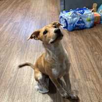 Thumbnail photo of Layla #3