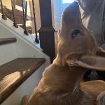 Thumbnail photo of Layla #4