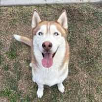 Thumbnail photo of KAI #1