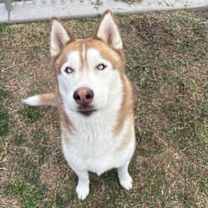 Thumbnail photo of KAI #2