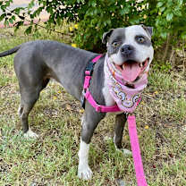 Thumbnail photo of Starlight #4