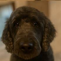 Thumbnail photo of Naveen and Jasmine #4