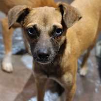 Thumbnail photo of Shabby #1