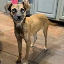 Thumbnail photo of Shabby #2