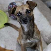 Thumbnail photo of Shabby #3