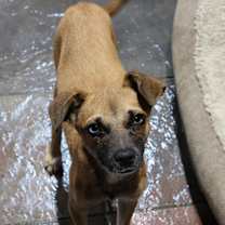 Thumbnail photo of Shabby #4