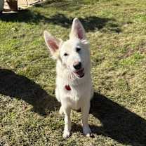 Thumbnail photo of 25-100 Shadow #4