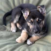 Thumbnail photo of Lindor #2