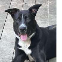 Thumbnail photo of Rolo #2