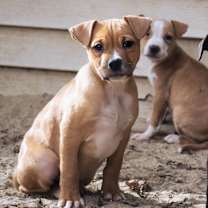 Thumbnail photo of Dolce - 25286 #1