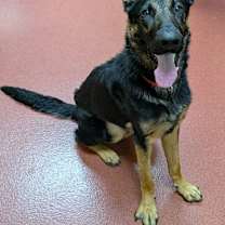 Thumbnail photo of Filo #1