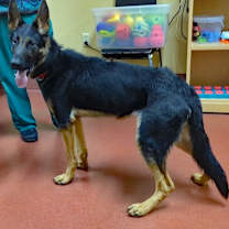 Thumbnail photo of Filo #4