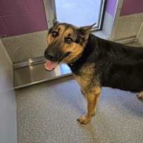 Thumbnail photo of Roxy #1