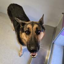 Thumbnail photo of Roxy #2