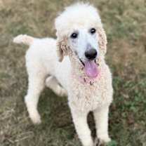 Thumbnail photo of Tiggy #1