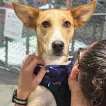 Thumbnail photo of Bambi #1