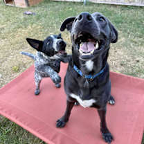 Thumbnail photo of Rocky #3