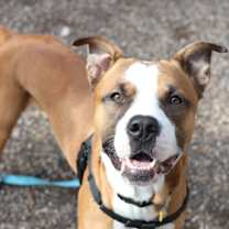 Thumbnail photo of Colby #2