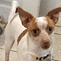 Thumbnail photo of THOR #1