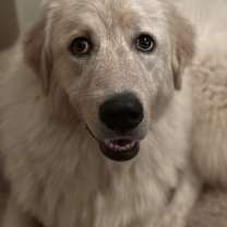 Thumbnail photo of Janie - PLEASE READ ALL INFORMATION #2