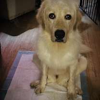 Thumbnail photo of Janie - PLEASE READ ALL INFORMATION #3