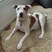 Thumbnail photo of Sharki the Pig #2